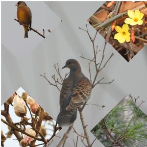 春来花开｜100期后从头来