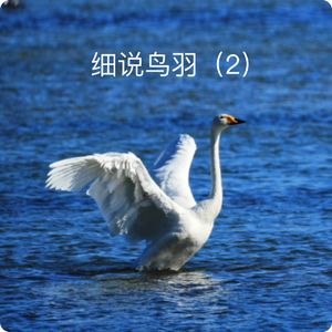 三宝鸟观察：喂娃也不能饿到自己｜观鸟小百科：细说鸟羽（2）