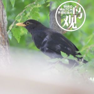 清明天长 | 乌鸫歌唱