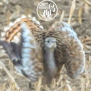 通州守护大鸨之五｜爱就是付出时间