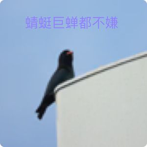 三宝鸟观察：蜻蜓幼蝉皆可食；观鸟小百科：细说鸟羽（4）