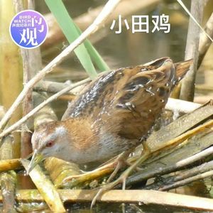 安静观察小田鸡，乌鸫白舌仿汽笛