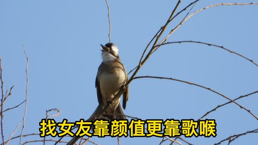 找女友靠颜值更靠歌喉