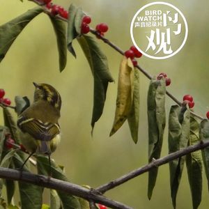 少儿自然课之二 | 跟孩子们连麦 | 鸟儿问答