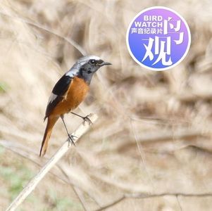 声音实录：路遇林鸟声声脆 | 远水再现琵嘴鸭（沙河鸟调之二）