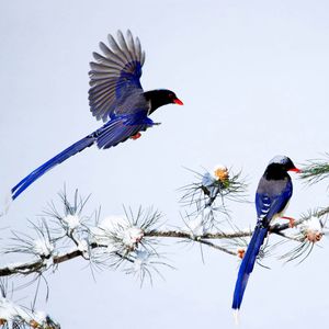 红嘴蓝鹊：山中的仙子，幸福的青鸟