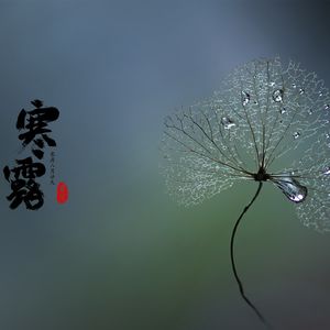 寒露三候：鸿雁来宾；鸟入大水为蛤；菊有黄华