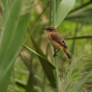 9月观鸟季：原本无菜鸟，庸人自扰之