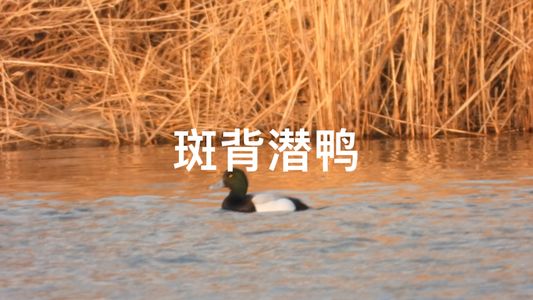 粉丝回馈：罕见鸟种斑背潜鸭惊现大运河森林公园