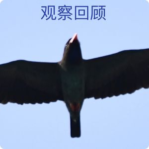 壹月观察收获丰，百尺竿头不停歇