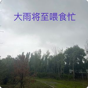 三宝鸟观察：大雨将至喂食勤｜本周观鸟集萃