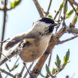 【声音实录】沼泽山雀的叫声
