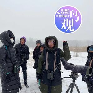 周末鸟途公众观鸟之一：雪中听Vian讲如何认野鸭