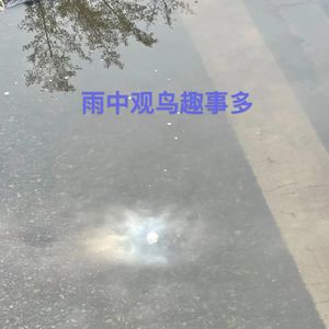 雨中观鸟趣事多 | 观鸟小百科:鸟类智商排行榜