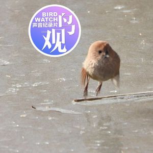 茶叶蛋?驴粪蛋?棕头鸦雀萌萌现