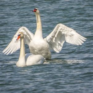 惊鸿一瞥远去 |天鹅湖永存心间
