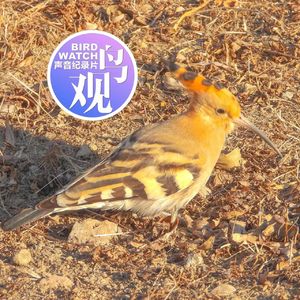 戴胜：带着王母娘娘的冠，吃着凡尘土里的虫