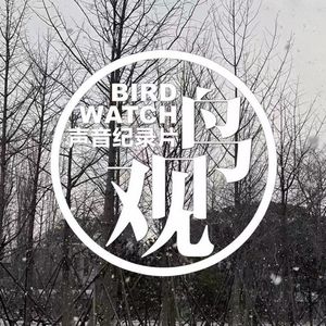 雪中的鸟儿：红隼觅食忙｜乌鸦枝头立