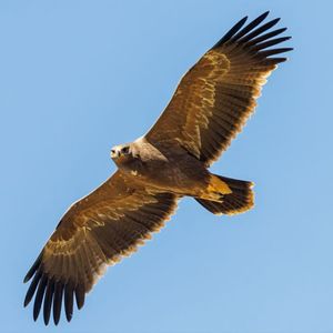 9月观鸟季：百望山上观猛禽