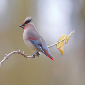 落叶缤纷，小太平归来