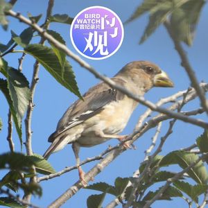 黑尾蜡嘴雀｜明天你会听见它们爱的传说