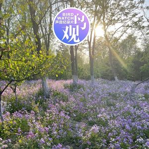 当观鸟成为习惯