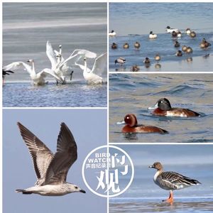 远观雁鸭：今朝千只水中聚 | 明日纷飞自别离