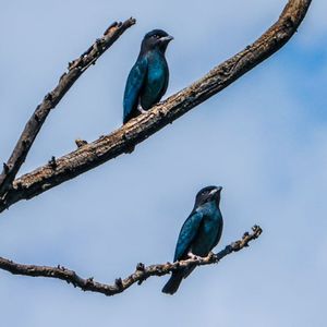 三宝鸟追踪：中关村公园（唐家岭）实录