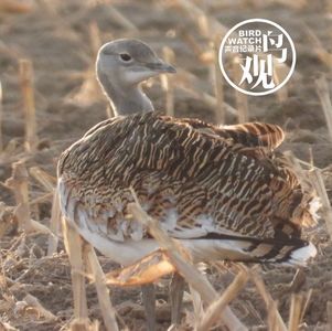 通州守护大鸨之二｜寒风刺骨 | 名利皆无 |唯愿大鸨平安度