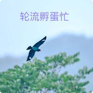 天晴鸟飞高，换轮孵蛋忙