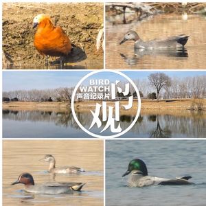 温榆河边数鸭子