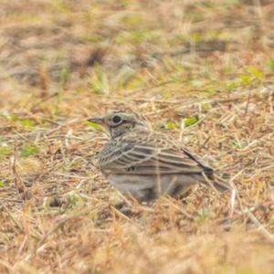 七孔桥花海遇百灵，婉转动听似天籁