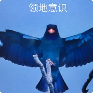 认识三宝鸟之二 : 育雏期间的领地意识