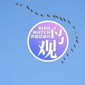 观鸟之鸟观（一）：在它们眼里人类会是什么样子？