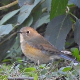 凤停鸟飞高，迁徙正当时