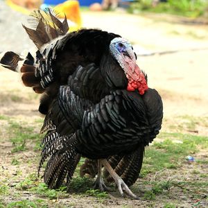 平安夜与火鸡:野生动物不要登上人类的餐桌
