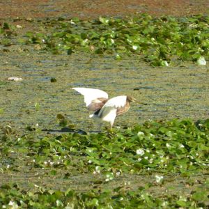 沙河鸟调日常：生物多样性的自然呈现