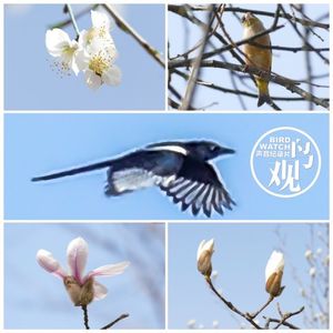 周末观鸟正当时