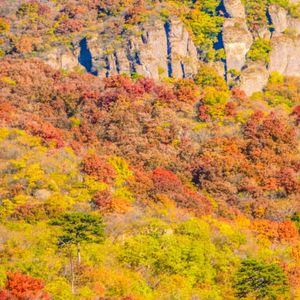 妙峰山层林尽染，众林鸟觅食正欢