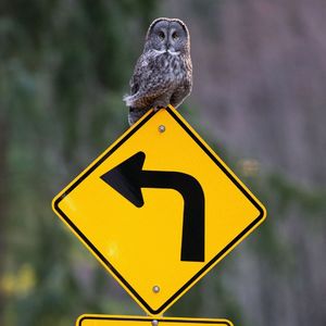 观鸟禁忌：一位资深鸟类摄影师的忠告