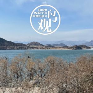 除夕十三陵水库观鸟｜向牛年告别