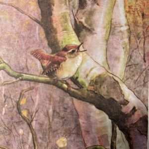 观鸟与读书，一个都不能少