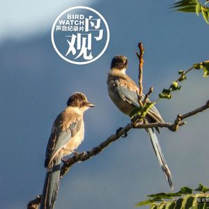 鸣叫的黄昏：灰喜鹊归巢