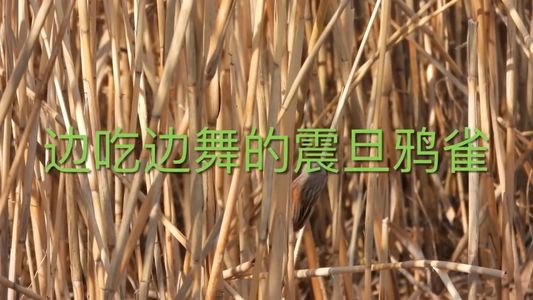 边吃边舞的震旦鸦雀