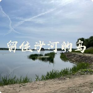 翘嘴鹬觅食｜黑翅长脚鹬踩蛋