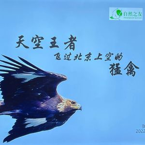 大咖分享：猛禽的种类 | 北京可观猛禽数量