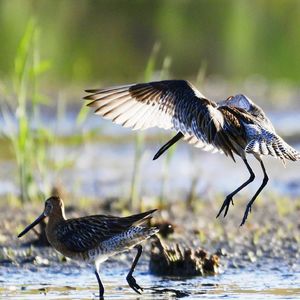 吃掉自己1/4的内脏以储存脂肪，斑尾塍鹬为了迁徙拼尽全力