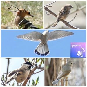 鸟类生存指南：鸟类防御策略大全：伪装与迷惑炫耀