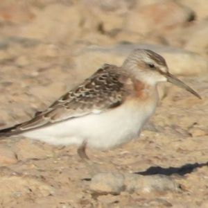 9月观鸟季：官厅水库观鸻鹬