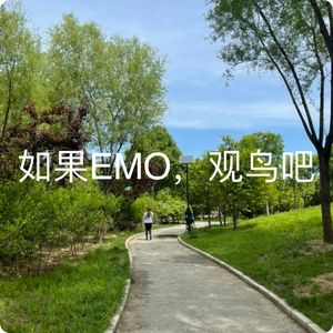 如果你EMO了，就来观鸟吧
